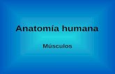 Anatomía humana -musculos estriado, liso, cardiacos, tipos de musculos