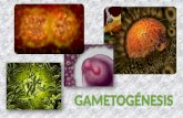 Presentacion sobre la gametogenesis
