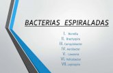 Bacterias espiraladas