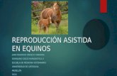 Reproducción asistida en equinos joan mauricio orozco taborda