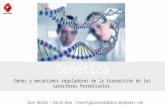 Genética.Genes y mecanismos reguladores de la transmisión de los caracteres hereditarios.