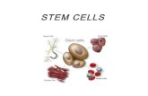 6° año Biología, Genética y Sociedad. Stem cells