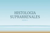 Histologia suprarrenales