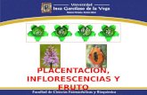 Inflorescencia, Placentacion y Fruto