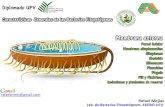 Características generales de bacterias Fitopatógenas