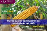 Claves para la optimización del rendimiento del maíz