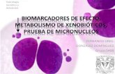 Biomarcadores de efecto, metabolismo de xenobioticos,
