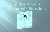 El sisteman nervioso y sinapsis