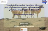 Estudio Poblacional de Camélidos Silvestres para su Conservación ...