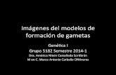 Modelos formación de gametas. Genéatica 1. Grupo 5182.  2014 1