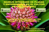Manejo biologico del cultivo de la piña. Dagua - Valle