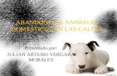ABANDONO DE ANIMALES DOMÉSTICOS EN LAS CALLES