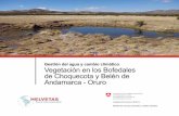 Vegetación en los bofedales de Oruro