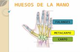 Anatomía. Huesos de la mano