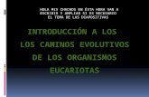 Caminos evolutivos de los eucariotas agosto