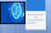 Nivel celular de organización sesion 2