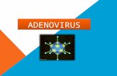 Adenovirus ppt