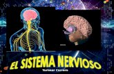 Yurimar carrero-20047110-sistema-nervioso