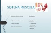 Sistema muscular diapositivas
