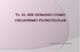 T1. ser humano. org pluricelular