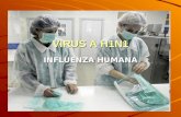 Virus a h1 n1