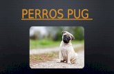 Perros Pug