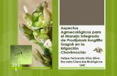 Aspectos Agroecológicos Manejo Integrado Prodiplosis 2011
