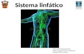 Histología sistema linfático