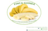 Presentacion banano organico_colima