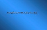 Xenetica molecualr 2009-10 new