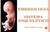 Embriologia del sistema esqueletico