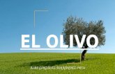 El olivo 5b14felix1516
