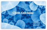 Cicle cel·lular