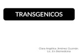 Transgenicos- presentacion