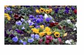 Delafé y las flores azules