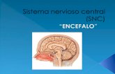 Sistema nervioso central (snc)