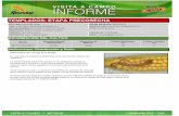 Agrotestigo-Maiz DEKALB-Campaña 1213-Informe Pre-cosecha Nº60
