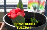 Floreixen les tulipes