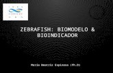 Zebrafish Model & Atherosclerosis