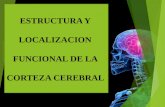 estructura y localizacion  funcional de la corteza cerebral-REINA RUIZ