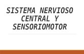 Sistema nervioso central y sensoriomotor