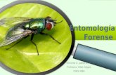 Entomología forense