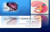 Anatomia y embriologia del bazo hernan