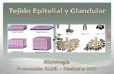 Hl03   atlas de histologia de abel - tejido epitelial - preview