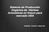 Hierbas Aromáticas, Producción para Mercado USA