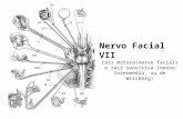 Nervos facial vii  núcleos dos nervos cranianos aula 09