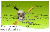 Cráneo y columna vertebral