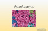 Pseudomona y yersinia