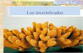 Invertebrados (1)