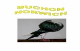 Buchon%20 norwich
